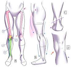 Since aries is known as the baby of the zodiac, the body part that's known to be most sensitive for them are their noggins. Learn From Anatomy To Improve Your Poses Art Rocket