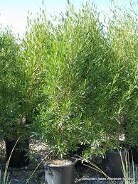 Image result for Dodonaea viscosa