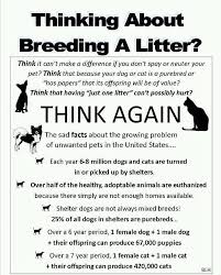 Adopt Don T Shop Read The Statistics You Re Either A Part Of The Problem Or A Part Of The Solution Spay Neuter Animal Shelter