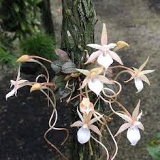 Image result for Aerangis appendiculata