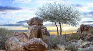 More things to teach your puppy starting at 7 weeks old. The Best Dog Training In Phoenix