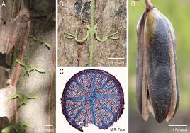 Image result for Dolichandra