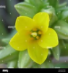 Image result for Sebaea pentandra