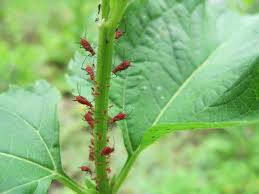 Ate 500 morning glory seeds. Staying Ahead Of Garden Pests Old Farmer S Almanac