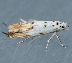 Image result for Mompha miscella