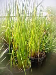 Image result for Eleocharis variegata