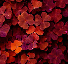 Maybe you would like to learn more about one of these? Red Aesthetic And Flower Image 6817740 On Favim Com