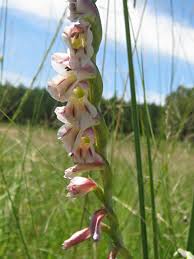 Image result for Gladiolus crassifolius