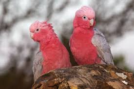 Galah cockatoo - Welcome to Parrot Birds - Description, Habitat ...