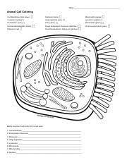 Students worksheets remain free for download! Animal Cell Coloring Name Animal Cell Coloring Cell Membrane Light Brown Nucleolus Black Mitochondria Orange Cytoplasm White Golgi Apparatus Pink Course Hero