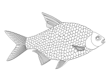 Malvorlage fisch mit schuppen 6 beste ausmalbilder fische gratis kostenlose. Ausmalbilder Fische Krebse Seepferdchen Kraken Quallen Muscheln