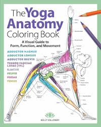 The massive muscle anatomy and body building guide you always wanted! Anatomy Coloring Books For Med Students Massage Therapists Yogis