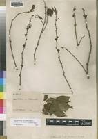 Image result for Oliverella hildebrandtii