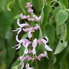 Image result for Ocimum labiatum
