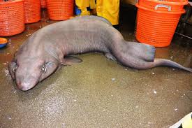 Like all fish caught from the crab pot, it cannot be eaten unless it is cooked. Weird Blobfish Looking Sofa Shark Discovered In Scottish Waters For First Time