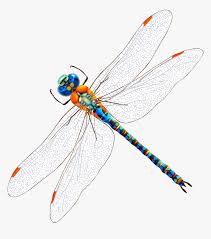 Draw a pair of eyeballs first. Transparent Dragonfly Wings Png Clip Art Watercolor Drawing Dragonfly Png Download Kindpng
