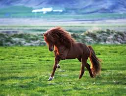 Every horse has a personal name, and most horses have a surname. Icelandic Horse Pferde Islandpferde Pferde Fotografie