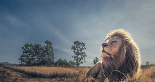 King Of Beasts 38 4k Ultra Hd Wallpaper Lion Images Animals Lion Photography
