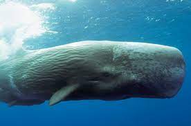 Peneliti memeriksa paus sperma yang terdampar tewas di pantai pulau kapota wakatobi, 20 november 2018. Ini 5 Fakta Paus Sperma Yang Belum Lama Ini Terdampar Di Aceh Hai