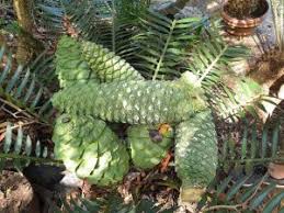 Image result for Encephalartos schmitzii
