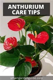 How To Care For Anthurium The Easy Way Flamingo Flower Anthurium Care Flowering House Plants House Plant Care