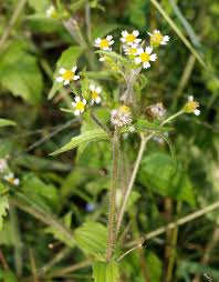 Image result for Gyrodoma hispida