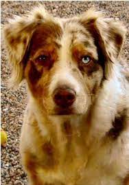 Discover savings on furniture & more. Australian Shepherd Breed Information History Health Pictures And More