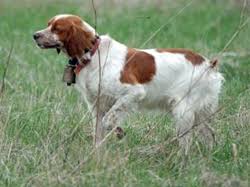 Well you're in luck, because here they come. The French Brittany Spaniel Autumn Breeze Kennel