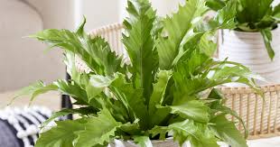 Image result for Asplenium uschiae