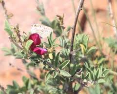 Image result for Stenostelma capense