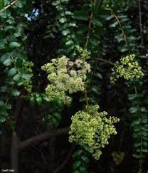 Image result for Galpinia transvaalica