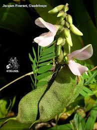 Image result for Abrus fruticulosus