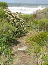 Image result for Argyrolobium stolzii