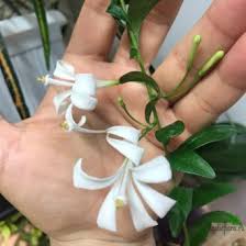 Image result for Turraea obtusifolia