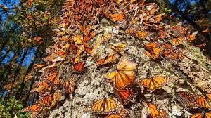 Conservacion De La Mariposa Monarca En Mexico Y Norteamerica Expoknews
