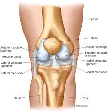 There are four ligaments in the knee that act similarly to ropes, holding the bones together and stabilizing them. Knee Joint Front View 2 Carlson Stock Art