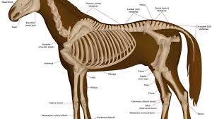 The limbs play a major role in the movement of the horse, with the legs performing the functions of absorbing impact, bearing weight and providing thrust. 7 Facts About Your Horse S Skeleton Horse Illustrated