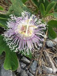 Passiflora Incarnata Passionflower Passiflora Passion Flower Succulents