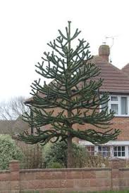 The monkey puzzle has a lot of growth potential. 900 Shrubs Trees Ideas Shrubs Plants Unique Trees