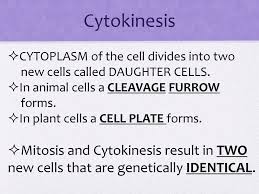 In cell division the chromosomes and cytoplasm are equally divided between offspring cells. Cell Cycle Mitosis The Phases In The Life Of A Cell Are Called The Cell Cycle The Cell Cycle Is An Orderly Sequence Of Events That Extends From The Ppt