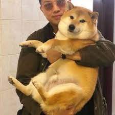 Anjing shiba inu dari meme jadi logo uang digital dogecoin. 23 Ide Balltze Meme Anjing Meme Anjing