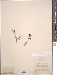 Image result for Pilea sublucens