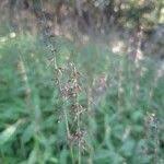 Image result for Oplismenus compositus