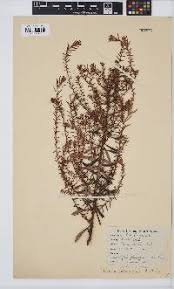 Image result for Clutia hirsuta