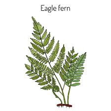 Eagle Fern Pteridium Aquilinum Medicinal Plant Stock Vector Illustration Of Herbal Decorative 131284795