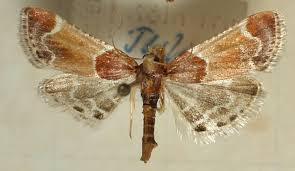 Image result for Pyralis farinalis