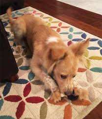 We did not find results for: What Happens When Roomba Runs Over Dog Poo In The Middle Of The Night Bored Panda