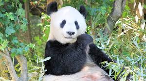 Pandas have to munch this obscene quantity for two reasons Panda Fact Sheet Blog Nature Pbs