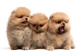 Find pomeranian puppies for sale with pictures from reputable pomeranian breeders. Pomeranian Dog Breed Information