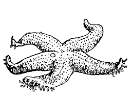 Maybe you would like to learn more about one of these? Free Printable Starfish Coloring Pages For Kids